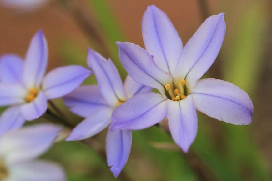 星形で淡青色の花を咲かせているハナニラ