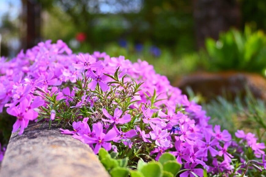 ピンクの花を咲かせている、シバザクラ