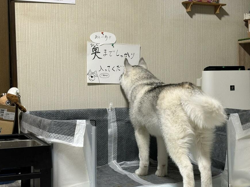 張り紙を熟読する犬