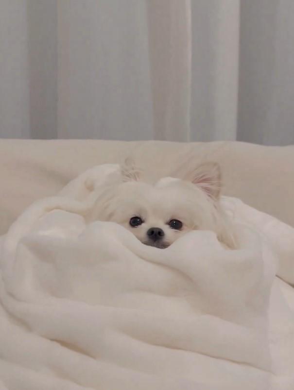 毛布に包まれる犬