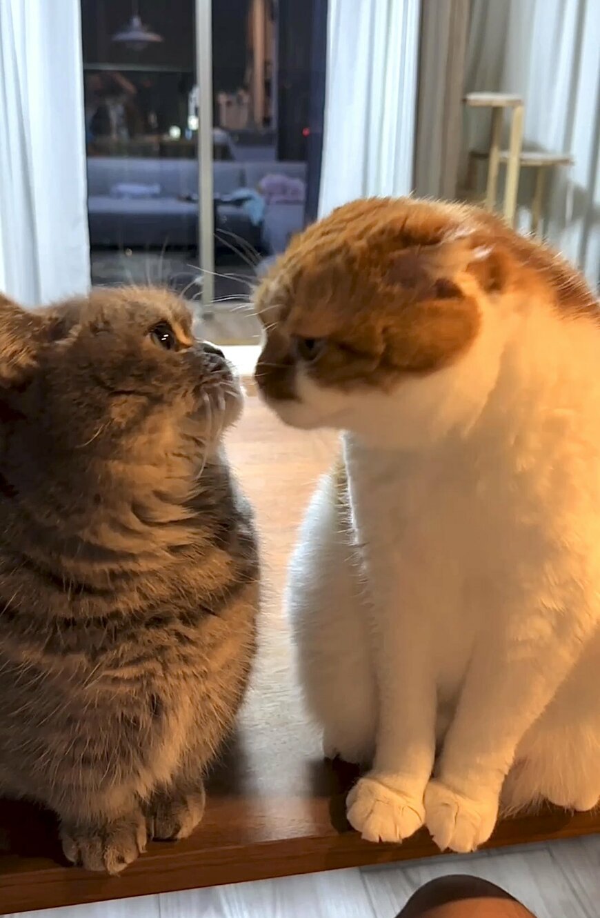 向き合う猫