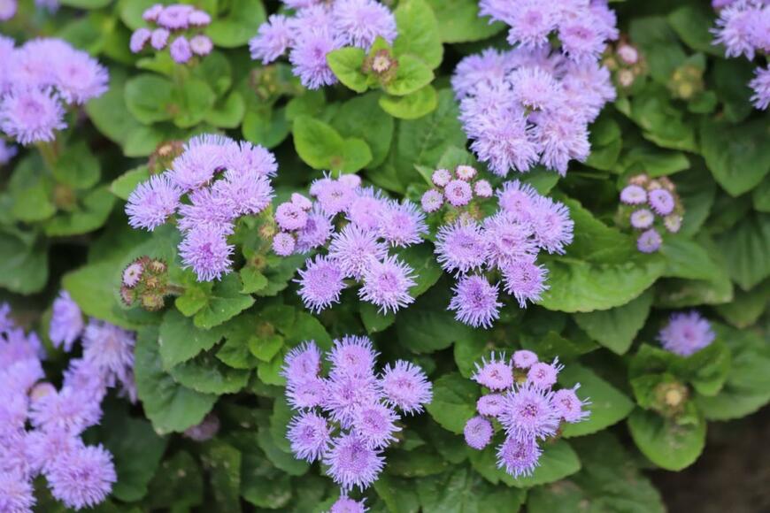 淡い紫色のアゲラタムの花