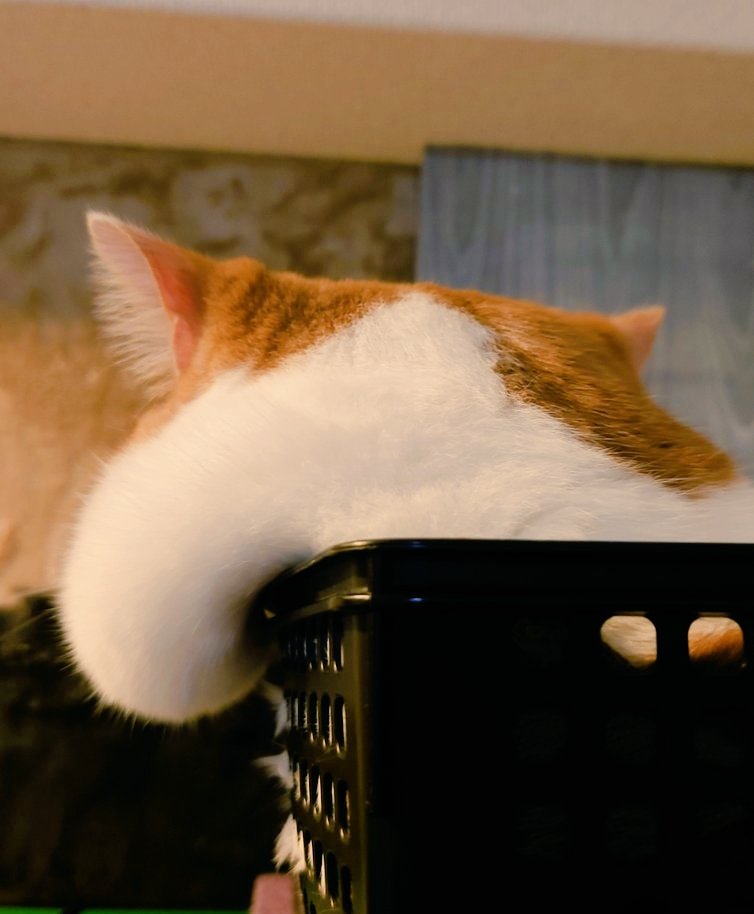 おもちのような頬の猫