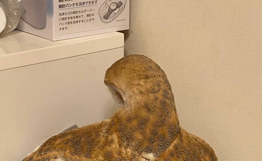 投稿動画のワンシーン