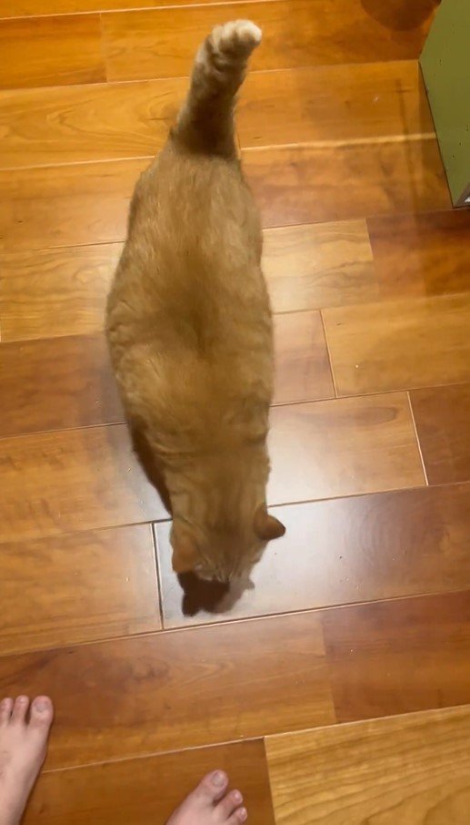 一緒に寝たい猫