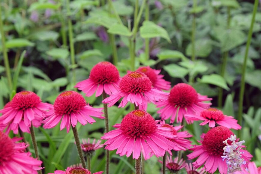 エキナセアの花が咲いている。八重咲き、色はピンク。