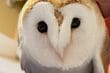飼い主に「1時間カキカキさせるフクロウ」　甘える姿に思わずキュンとしてしまう…