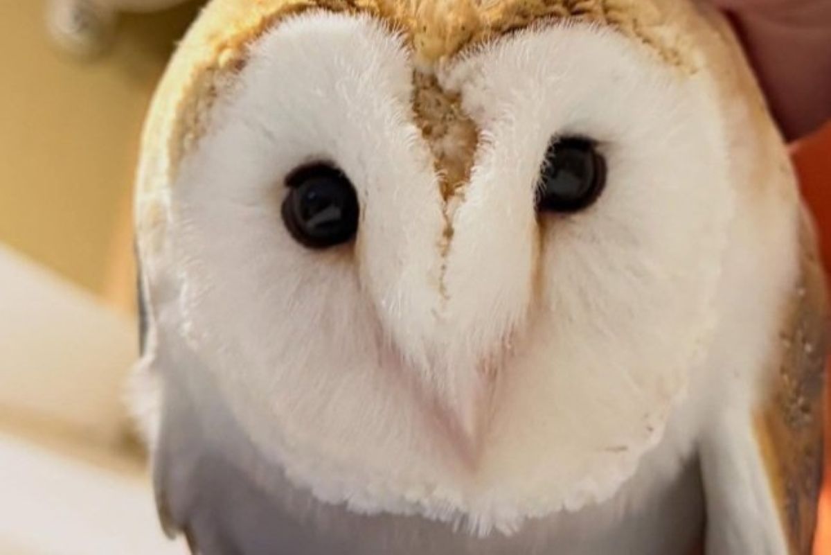 飼い主に「1時間カキカキさせるフクロウ」 甘える姿に思わずキュン
