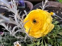 1月の玄関を彩る《春待ち寄せ植え》主役は黄色のラナンキュラス！一緒に植えた名脇役たちも紹介します