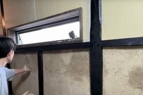 【築125年超古民家DIY 】明治時代からある〈ボロボロの土壁〉→格調高い〈和モダン漆喰壁〉に大変身「ただただ美しいの一言」