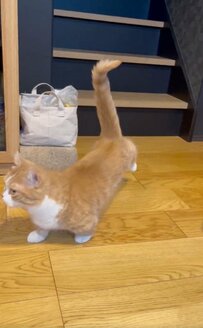 【不可解】華麗な二度見からの足ピーンを見せる猫ちゃん　謎の行動に「なんですか」「あんよ意味あり？」とSNSで話題