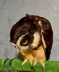 【おじぎするフクロウ】飼い主さんが手を出すと『ペコリ』とする姿に思わずメロメロ！