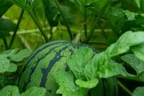 6歳息子「スイカをかぶってみたい」　叶った姿に称賛「この子の人生にとって貴重な1ページ」