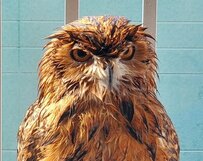 【水浴びするフクロウ】水浴びに御立腹！？フクロウの怒ったような表情に思わず二度見！「勇ましい顔つき」「いつもより顔が怒っていますね」