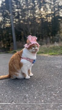 「早くお散歩行くニャ」手作りの帽子をかぶった猫ちゃん！かわいさに溢れた光景に「可愛いね」「癒しをありがとう」