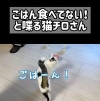 「食べてないらしいですよ」とんでもなくごはんアピールする猫ちゃんにSNSユーザーが爆笑