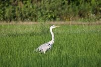福井県内の田んぼ付近で複数の“サギ”を目撃　「リアルコピペ」のような光景に「スゴくない！？」
