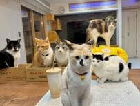 「メシはまだか」圧をかける保護猫達　5分後…「無視するな」まさかの行動に笑っちゃう