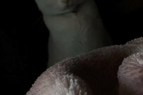 暗闇から覗く猫さんの写真が話題「どうなるかわかってるだろう」