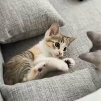 攻撃する子猫　予想外のモーションにホッコリ「モンハンで見た」