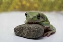 ペットのカエルに手を差し出した結果…　絶対に懐いているように感じる行動に「すごっ」