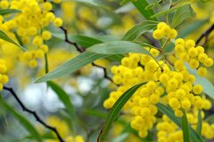 【ガーデニング】冬～春に花咲くお洒落なツリー「低木＆高木」オススメ7選