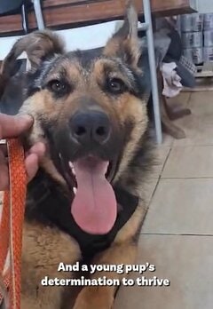「胸が張り裂けそう」悲しい目に遭っていた犬が保護　「平穏を手に入れた姿」に感動してしまう