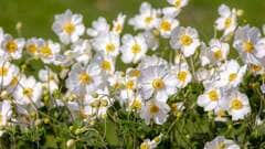 一年中白い花が咲く【ホワイトガーデン】植えっぱなしで季節ごとに花咲くローメンテな多年草6選