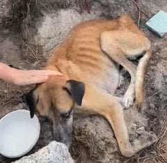 生死を彷徨っていた犬を保護→元気を取り戻し、幸せそうに人間に懐く姿に感動の声