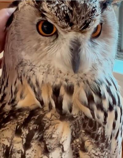 投稿動画のワンシーン