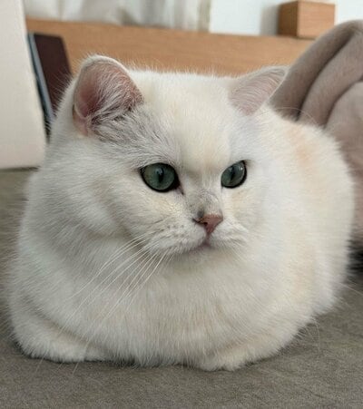 気品あふれる美猫のももくん