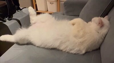 まるで人間のようにリラックスするももくん