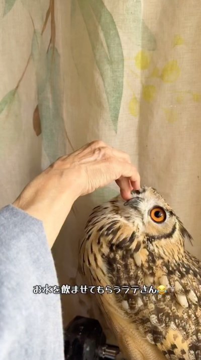 投稿動画のワンシーン
