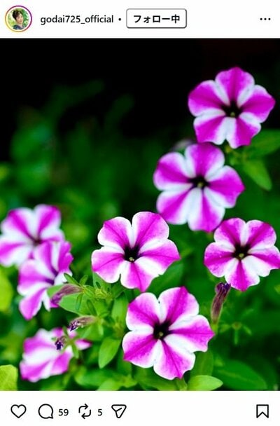 伍代夏子のInstagram投稿（ペチュニアの花）