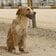 建設現場で野良犬を保護→病院へ向かう途中に逃亡し失踪…。懸命な捜索の末に保護され、幸せを手にした様子に安堵