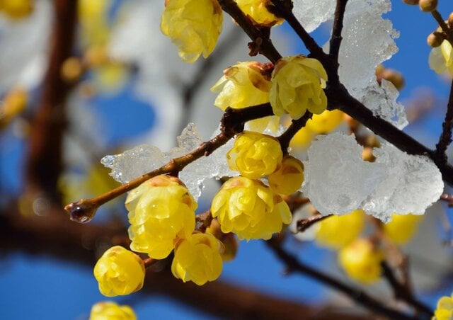 毎年冬～早春に咲く「いい香りの花」多年草＆中低木10選！日陰に強い植物や小さめ低木もご紹介