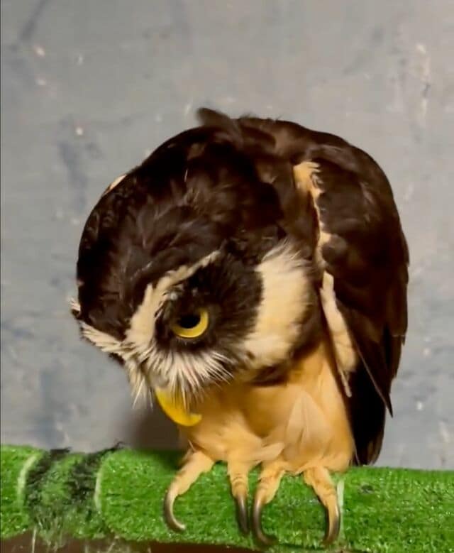 【おじぎするフクロウ】飼い主さんが手を出すと『ペコリ』とする姿に思わずメロメロ！