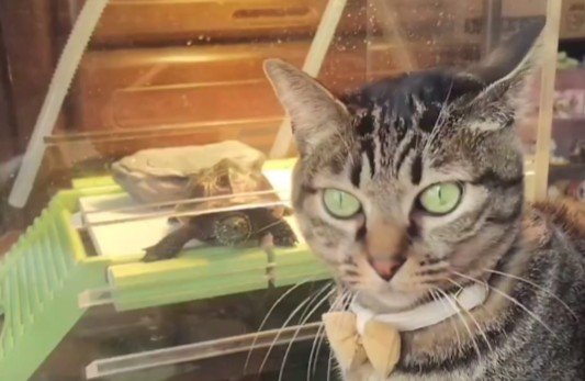 「うしろ、うしろ！」推しの猫の視界に入りたい亀→猛アピールが切なすぎて思わず笑ってしまう