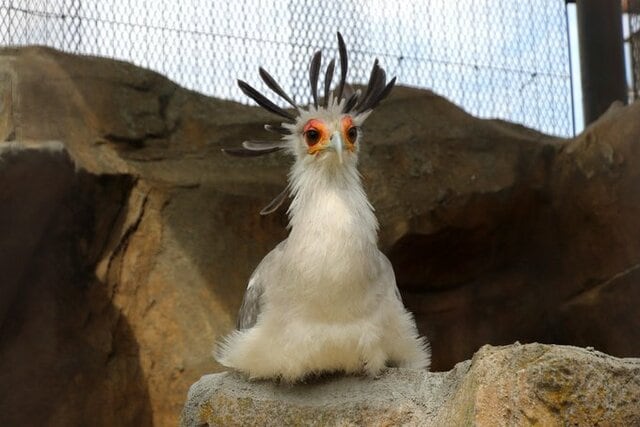 【東武動物公園】レッツ間違い探し！「ヘビクイワシ」、じゃなくって…動物の名前を書き間違えて「334万件表示」とバズる（埼玉県）
