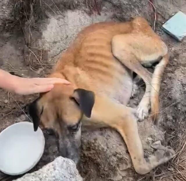 生死を彷徨っていた犬を保護→元気を取り戻し、幸せそうに人間に懐く姿に感動の声