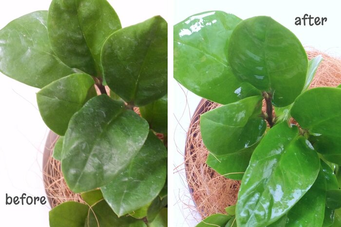 筆者撮影（無印良品 観葉植物用 リーフクリーナー使用前／後）