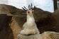【東武動物公園】レッツ間違い探し！「ヘビクイワシ」、じゃなくって…動物の名前を書き間違えて「334万件表示」の大バズリ（埼玉県）