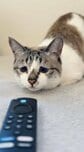 いつもしょんぼり顔の「ぴえん猫」が、ルンルンで箱に入ったのにお怒り…むっとした表情を見せたワケとは