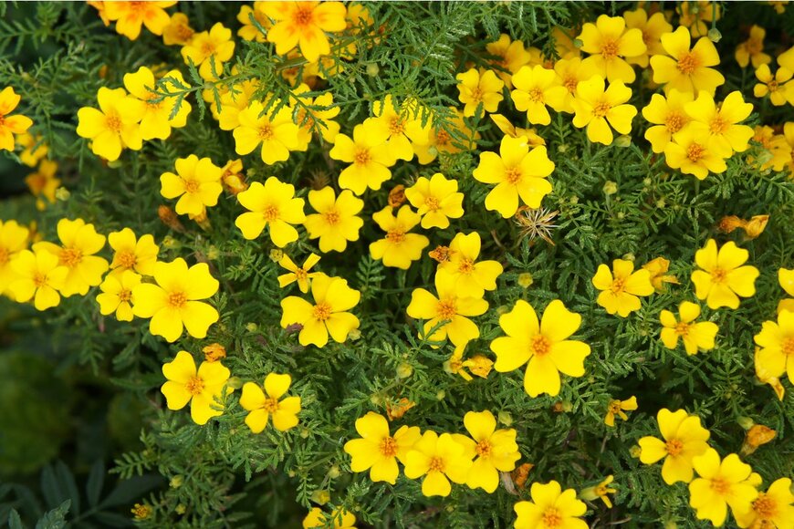 mizy/Shutterstock.com