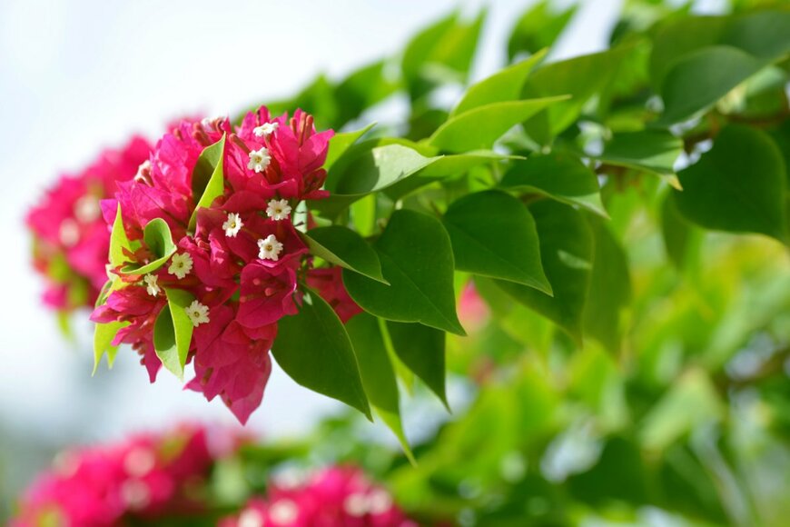 Vaclav Volrab/shutterstock.com