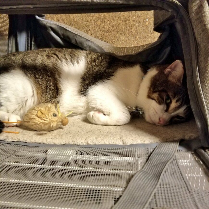 出所：@milo0516lily