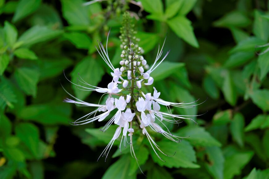 KAISARMUDA/Shutterstock.com