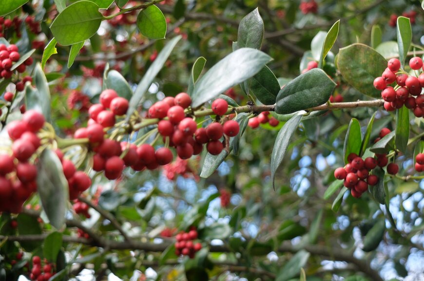 LIMOガーデニング部撮影