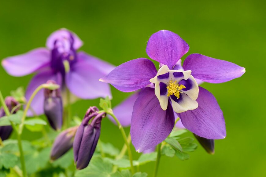 Robert Adami/shutterstock.com