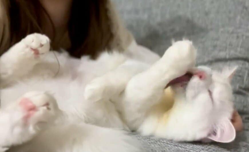 出所：@meltube_cat